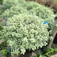 Pittosporum ten. Silver Ball - image 1