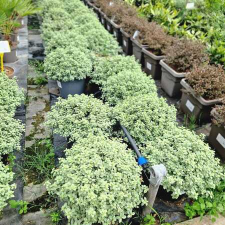 Pittosporum ten. Silver Ball - image 2