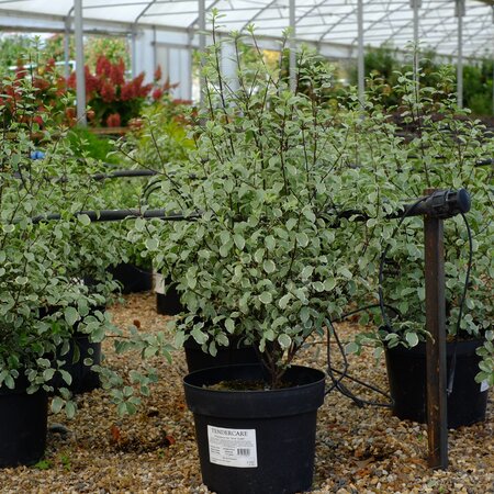 Pittosporum ten. Silver Queen - image 2