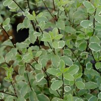 Pittosporum ten. Silver Queen - image 3