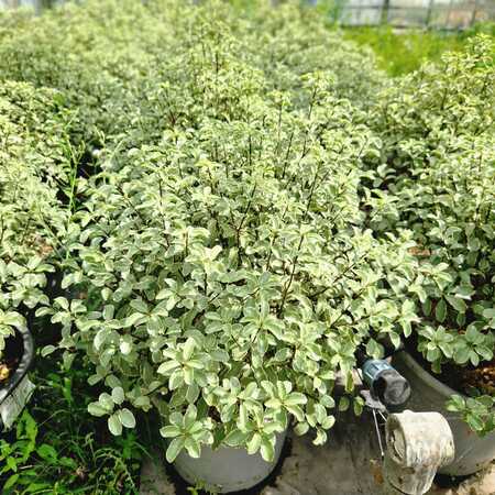 Pittosporum ten. Silver Queen