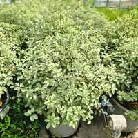 Pittosporum ten. Silver Queen