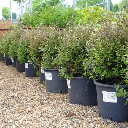 Pittosporum ten. Tom Thumb