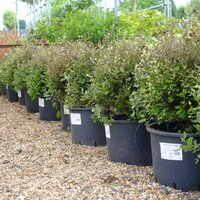 Pittosporum ten. Tom Thumb