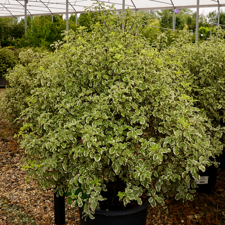 Pittosporum ten. Variegatum