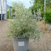 Pittosporum ten. Variegatum