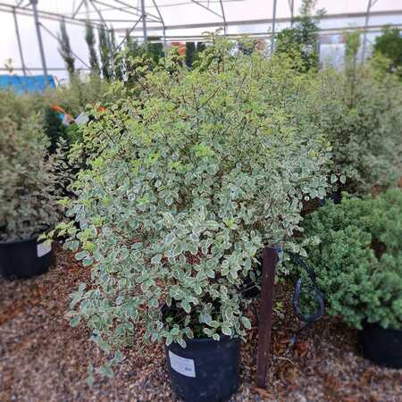 Pittosporum ten. Variegatum
