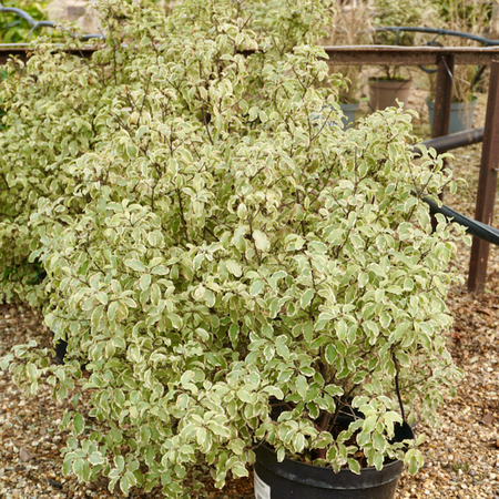 Pittosporum ten. Variegatum