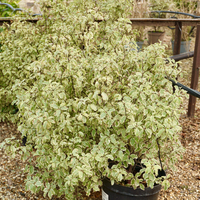 Pittosporum ten. Variegatum