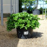 Pittosporum tobira Nanum - image 1
