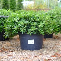 Pittosporum tobira Nanum - image 2