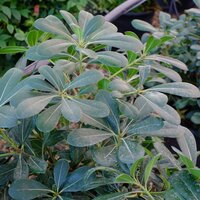 Pittosporum tobira Nanum - image 1
