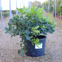 Pittosporum tobira Nanum - image 2