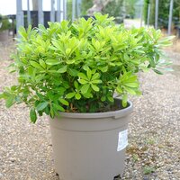 Pittosporum tobira Nanum
