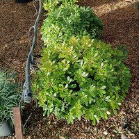 Pittosporum tobira Nanum