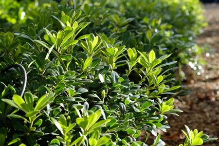 Pittosporum tobira Nanum - image 3