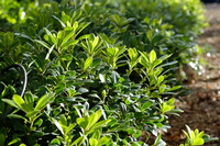 Pittosporum tobira Nanum - image 3