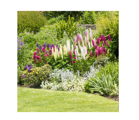 Flowers, Ferns & Grasses
