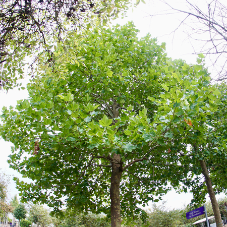 Platanus x hispanica