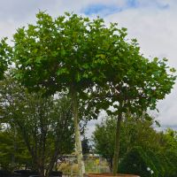 Platanus x hispanica