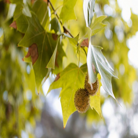 Platanus x hispanica