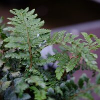 Polystichum polyblepharum | Tendercare