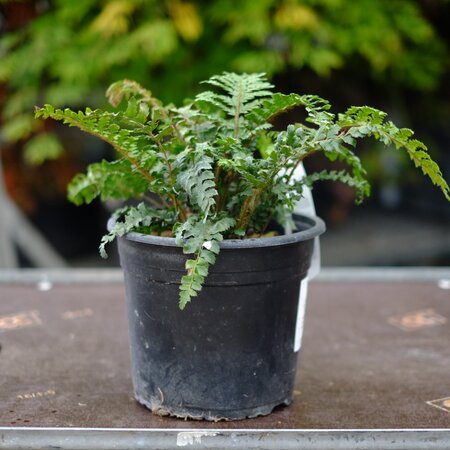 Polystichum polyblepharum - image 2