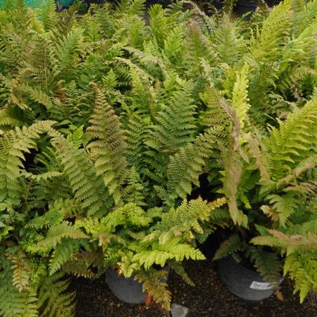 Polystichum set. Dahlem