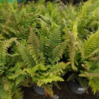 Polystichum set. Dahlem