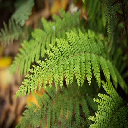 Polystichum set. Dahlem