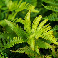 Polystichum set. Herrenhausen | Tendercare