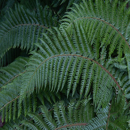 Polystichum tsussimense