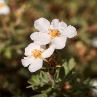 Potentilla fru. Abbotswood