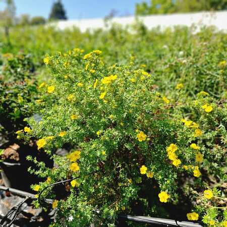 Potentilla fru. Kobold