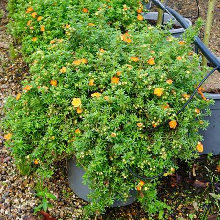 Potentilla fru. Red Ace - image 1