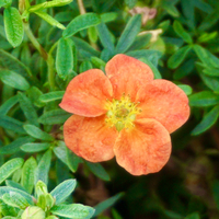 Potentilla fru. Red Ace - image 2