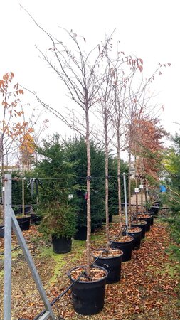 Prunus Accolade