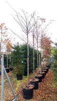 Prunus Accolade