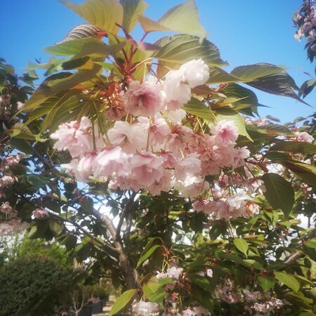 Prunus Accolade - image 1