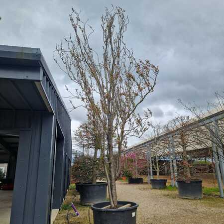 Prunus Amanogawa - image 2