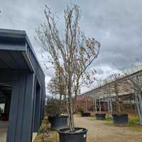 Prunus Amanogawa - image 2