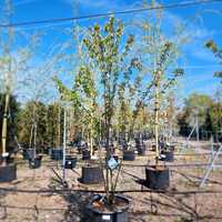 Prunus avium - image 1