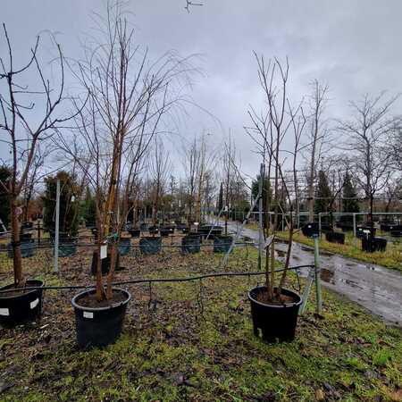 Prunus avium - image 2