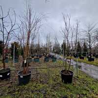 Prunus avium - image 2