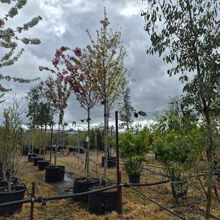 Prunus avium - image 1