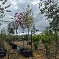 Prunus avium - image 1