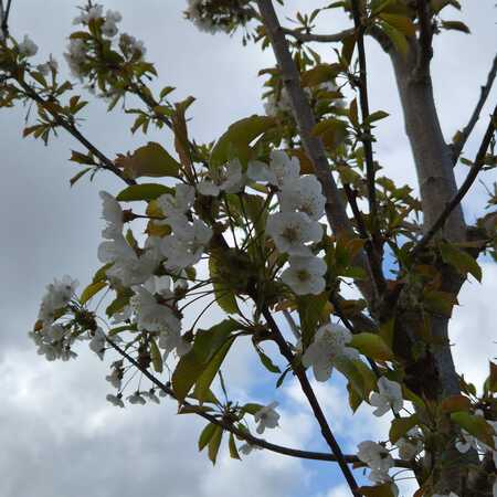 Prunus avium - image 2