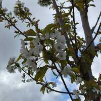 Prunus avium - image 2