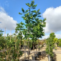 Prunus avium Kordia - image 1