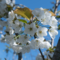 Prunus avium Kordia | Order online @ Tendercare